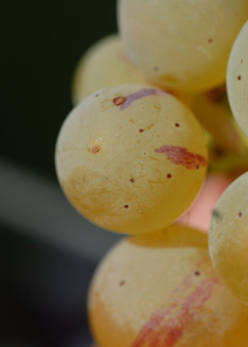 Farbmutation roter zu weissem Riesling ANT 1165